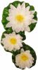 Ubbink 3 delige Waterlelieset Decoratief Wit online kopen