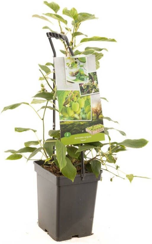 Kiwi Actinidia arguta Issai struik 65 cm