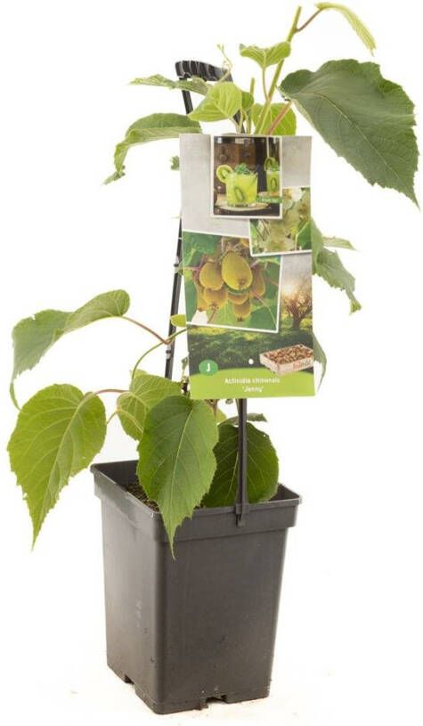 Kiwi Actinidia deliciosa Jenny struik 65 cm