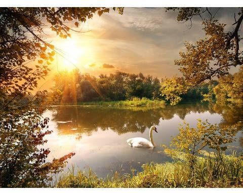 Papermoon Fotobehang Zwaan bij de vijver Vliesbehang, eersteklas digitale print