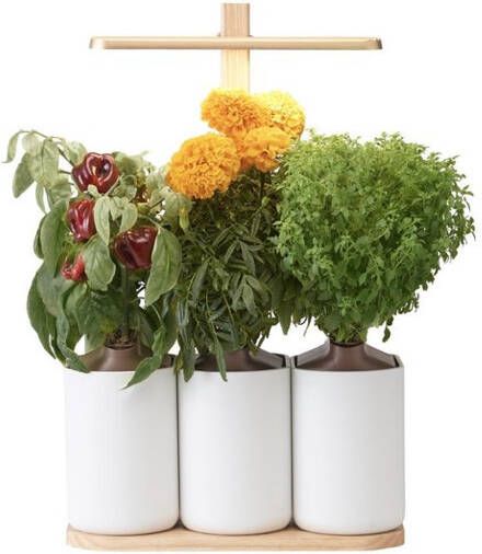 Prêt à Pousser Lilo Premium(incl. 3 pods )