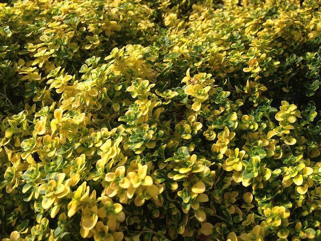 Koeman Flowerbulbs Citroentijm Bertram Anderson Thymus(Driepack )