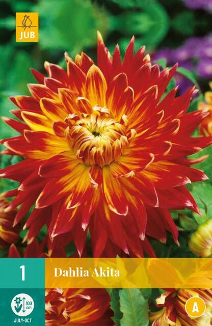 Koeman Flowerbulbs Dahlia Akita