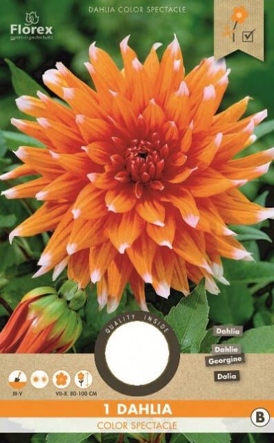 Koeman Flowerbulbs Dahlia Color Spectacle