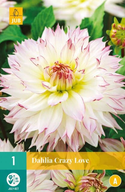 Koeman Flowerbulbs Dahlia Crazy Love