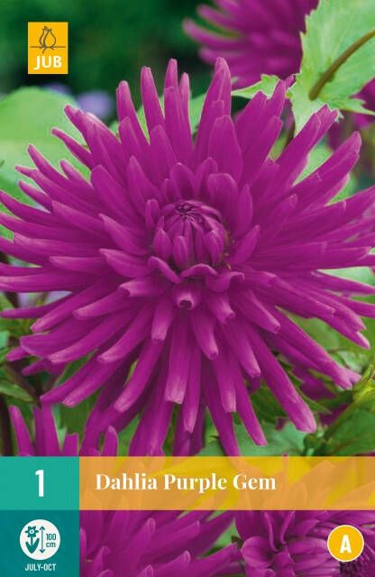 Koeman Flowerbulbs Dahlia Purple Gem