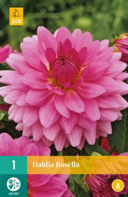 Koeman Flowerbulbs Dahlia Rosella