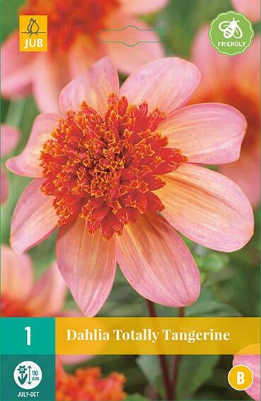 Koeman Flowerbulbs Dahlia Totally Tangerine