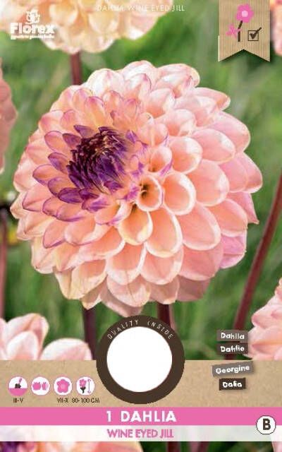 Koeman Flowerbulbs Dahlia Wine Eyed Jill