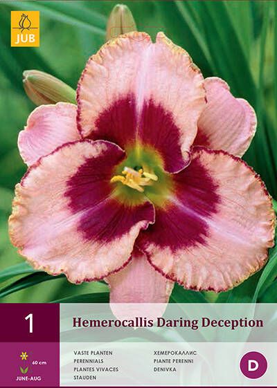 Koeman Flowerbulbs Hemerocallis Daring Deception