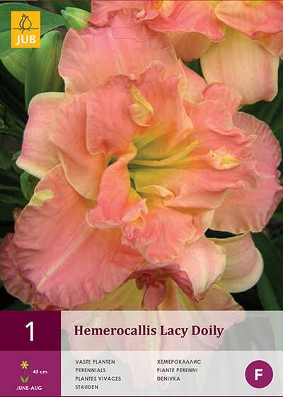 Koeman Flowerbulbs Hemerocallis Lacy Doily