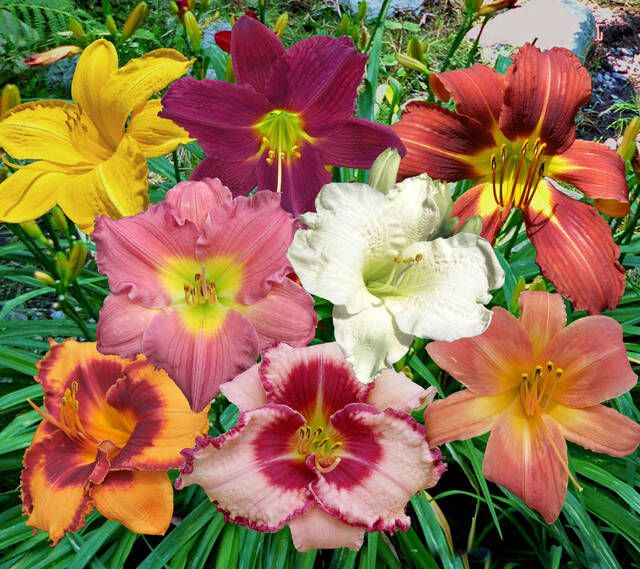 Koeman Flowerbulbs Hemerocallis Mix Daglelie