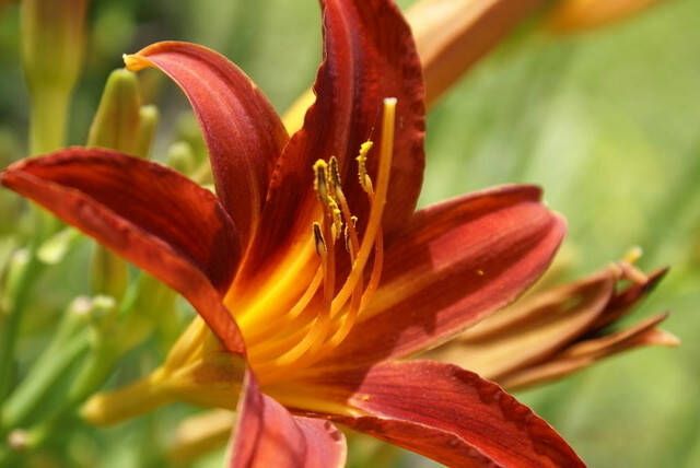 Koeman Flowerbulbs Hemerocallis Sammy Russell Daglelie potplant(Sixpack )