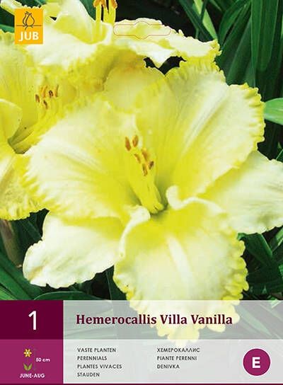 Koeman Flowerbulbs Hemerocallis Villa Vanilla