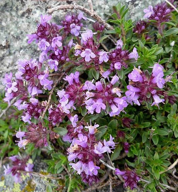 Koeman Flowerbulbs Thymus praecox Purple Beauty Tijm