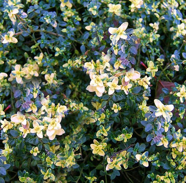 Koeman Flowerbulbs Tijm Doone Valley