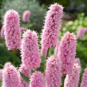 Moerings waterplanten Adderwortel(Polygonum bistorta)moerasplant 6 stuks