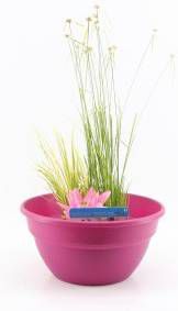 Moerings waterplanten Mini vijver kunststof roze 2 stuks