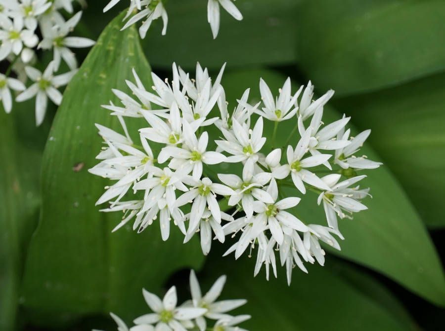 Daslook, Sierui Allium ursinum