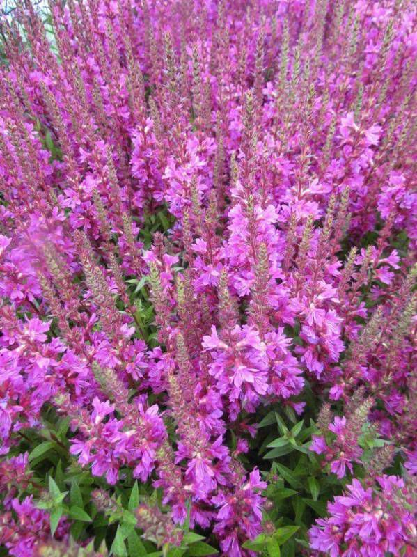 Kattenstaart Lythrum salicaria 'Robin'