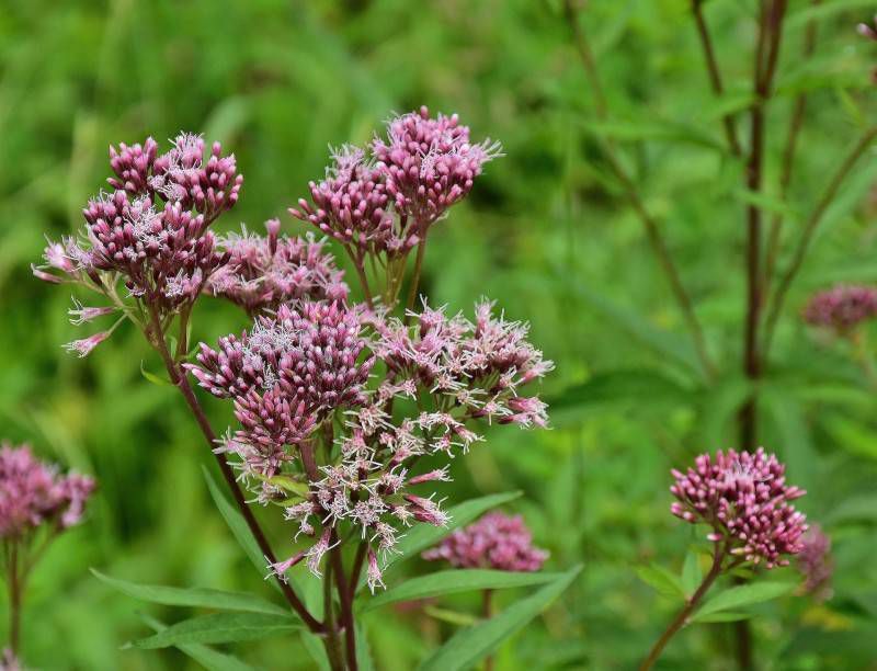 Leverkruid Eupatorium cannabinum 'Plenum'