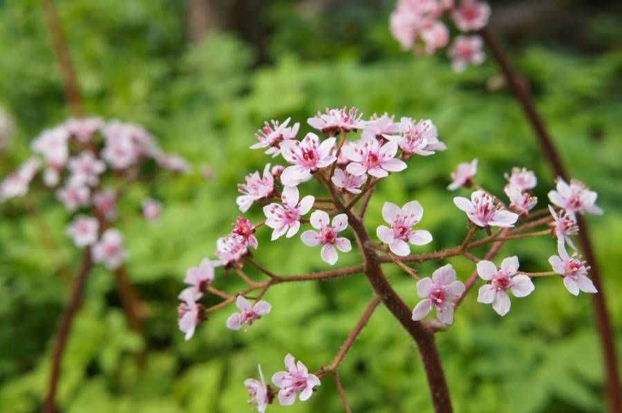 Schildblad Darmera peltata