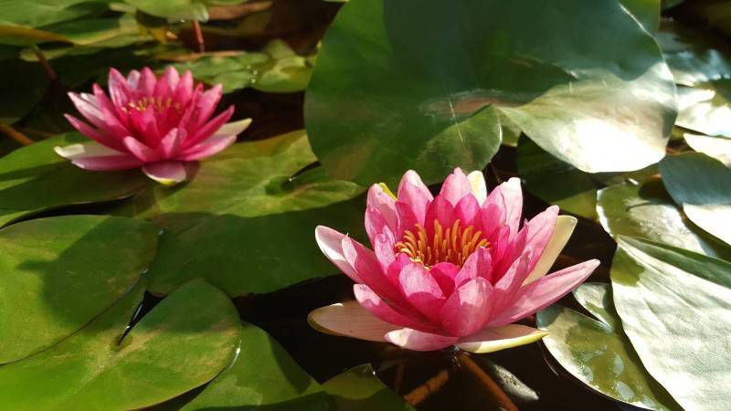Roze waterlelie Nymphaea 'Rose'